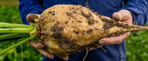 Sugar beet paper – Reducing environmental impacts by 16%